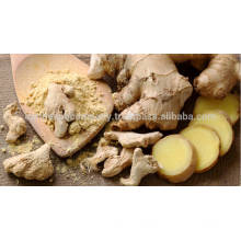 Spray Dried ginger powder Wholesaler